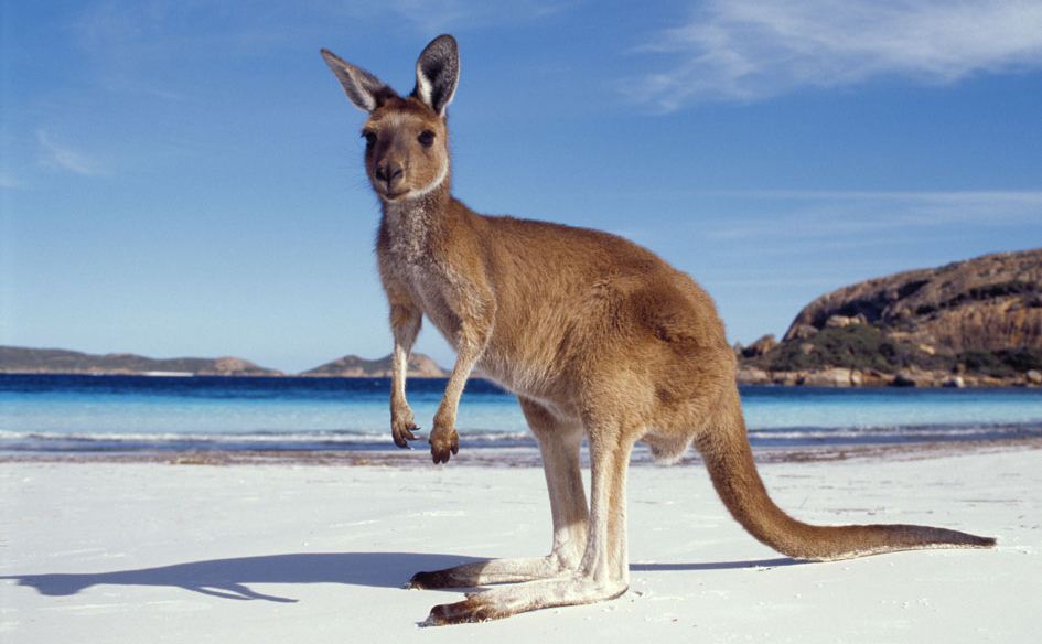 Kangaroo on Australian Beach